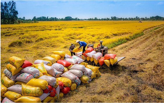 Thu hoạch lúa thô