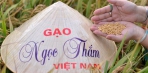 THƯƠNG HIỆU GẠO NGỌC THẮM