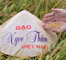 THƯƠNG HIỆU GẠO NGỌC THẮM